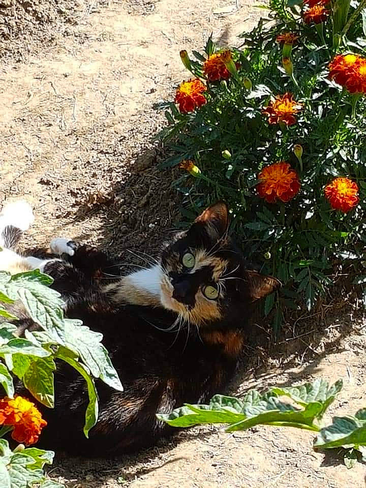 Ivoire participe au concours pour gagner de l'argent avec cette photo : annual_plant, cat, felidae, flower, flowering_plant, garden, grass, groundcover, herbaceous_plant, landscape, landscaping, leaf, plant, shrub, small_to_medium_sized_cats, soil, tail, terrestrial_animal, vegetation, whiskers
