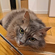 Quicky participe au concours pour gagner de l'argent avec cette photo : cat, gray_cat, fluffy, indoor, wooden_floor, wooden_surface, close_up, pet, feline, whiskers, green_eyes, relaxed, curious, animal, mammal, domestic, cute, resting, portrait, soft_fur
