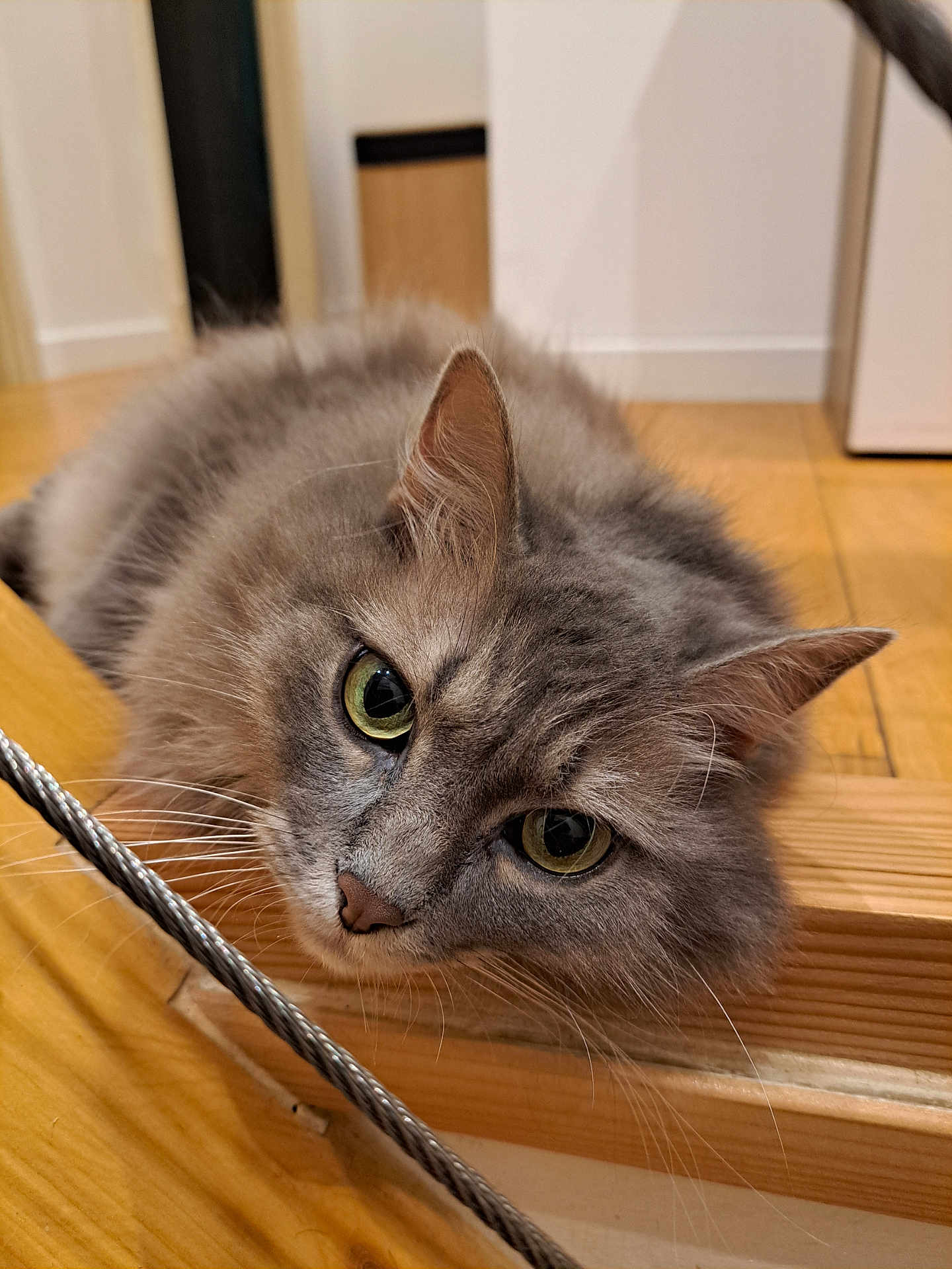 Quicky participe au concours pour gagner de l'argent avec cette photo : cat, gray_cat, fluffy, indoor, wooden_floor, wooden_surface, close_up, pet, feline, whiskers, green_eyes, relaxed, curious, animal, mammal, domestic, cute, resting, portrait, soft_fur