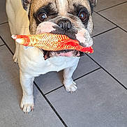 Nouki a rejoint le concours — aidez-le/la à gagner de superbes lots ! dog, french_bulldog, toy, fish_toy, pet, indoor, tile_floor, playful, ears, mouth, animal, cute, brown, white, black, looking_up, floor, companion, domestic_animal, small_dog