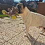 dog, toy, stuffed_animal, outdoor, patio, sunlight, shadow, house, fence, grass, blue_sky, pet, canine, playful, daytime, animal, domestic_animal, side_view, standing, ears