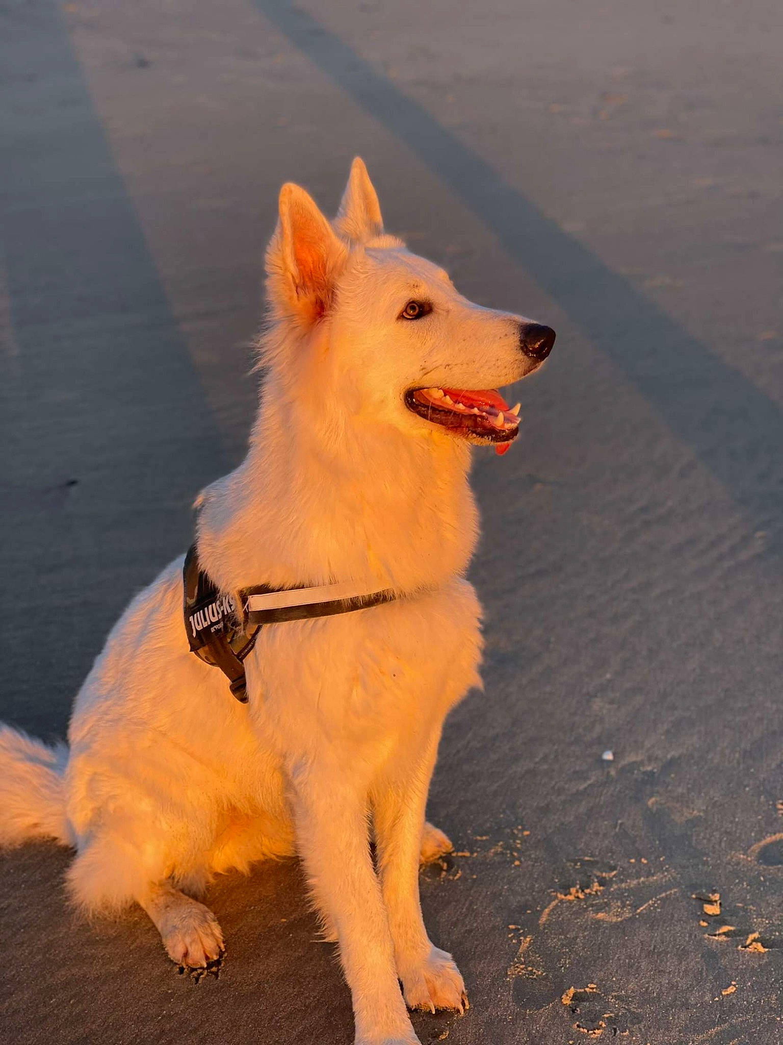 Toby a rejoint le concours — aidez-le/la à gagner de superbes lots ! ancient_dog_breeds, carnivore, companion_dog, dog, dog_breed, fur, happy, japanese_spitz, non_sporting_group, ocean, spitz, sporting_group, tail, working_animal, working_dog