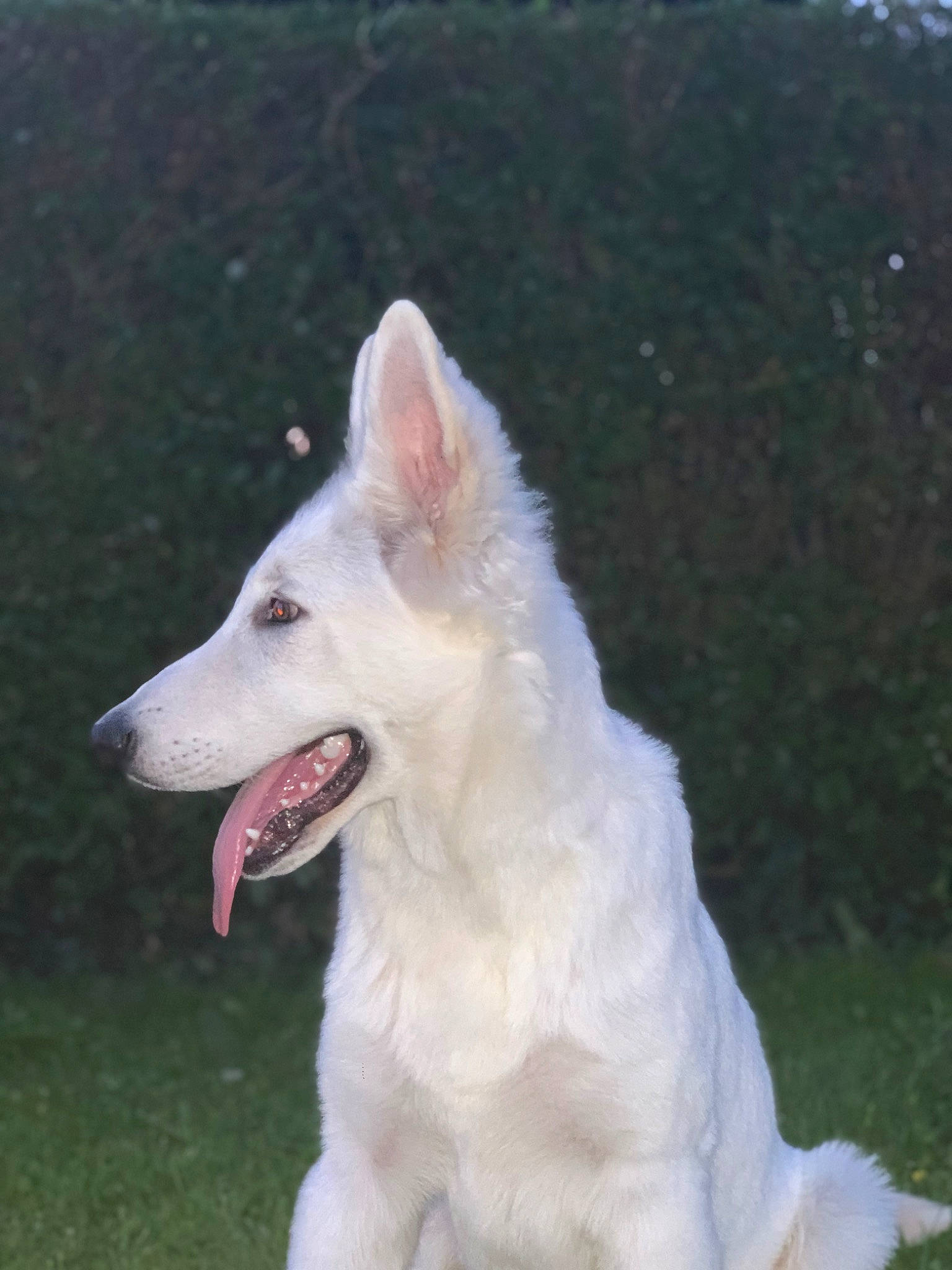 Toby participe au concours pour gagner de l'argent avec cette photo : biting, canidae, carnivore, companion_dog, dog, dog_breed, fang, foot, fur, grass, head, jaw, non_sporting_group, plant, snout, sporting_group, terrestrial_animal, working_animal, working_dog