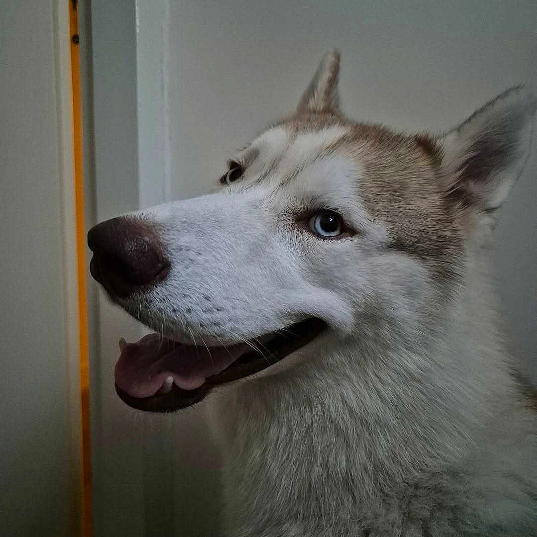 Maïko participe au concours pour gagner de l'argent avec cette photo : animal, canine, dog, eskimodog, husky, nature, outdoors, pet, puppy, snout, snow, whitedog, wolf