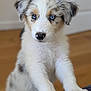 puppy, dog, blue_eyes, fluffy, indoor, curious, white_fur, brown_fur, black_spots, paws, close_up, pet, animal, young_dog, wooden_floor, soft_texture, looking, cute, domestic, fur