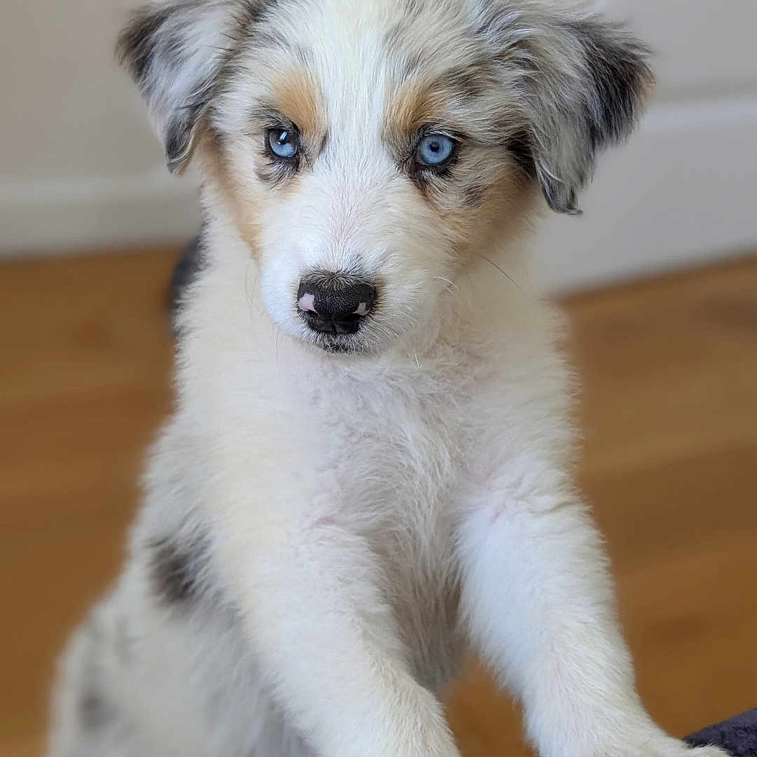 Ava a rejoint le concours — aidez-le/la à gagner de superbes lots ! animal, black_spots, blue_eyes, brown_fur, close_up, curious, cute, dog, domestic, fluffy, fur, indoor, looking, paws, pet, puppy, soft_texture, white_fur, wooden_floor, young_dog