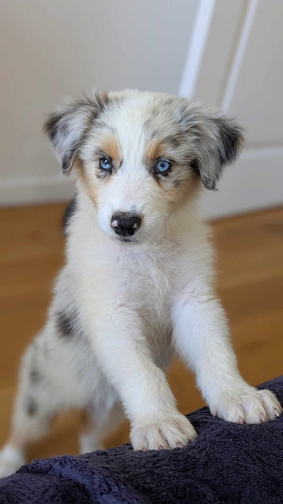 Ava a rejoint le concours — aidez-le/la à gagner de superbes lots ! puppy, dog, blue_eyes, fluffy, indoor, curious, white_fur, brown_fur, black_spots, paws, close_up, pet, animal, young_dog, wooden_floor, soft_texture, looking, cute, domestic, fur