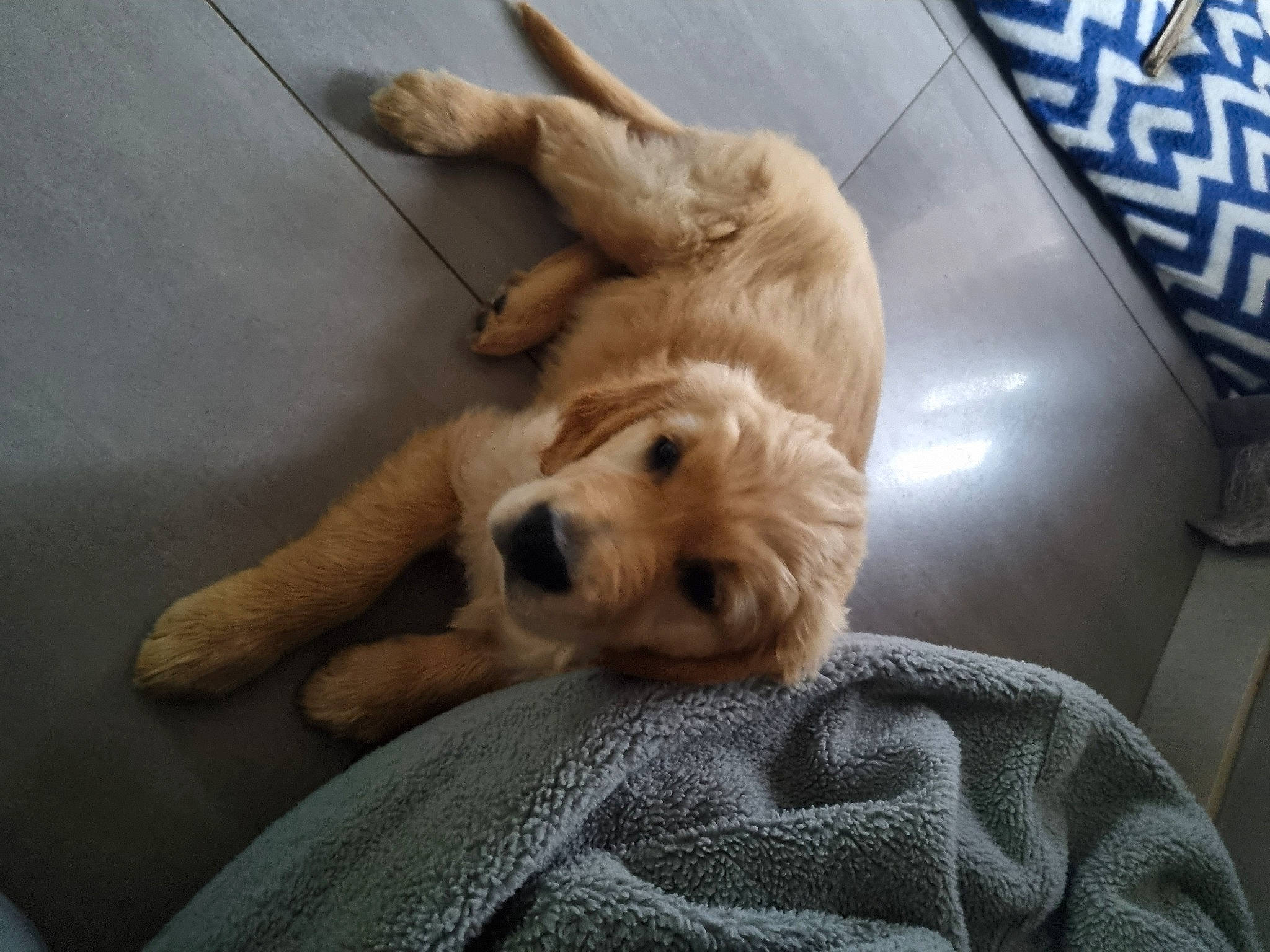 Vito participe au concours pour gagner de l'argent avec cette photo : bored, canidae, carnivore, comfort, companion_dog, dog, dog_breed, dog_supply, fawn, flooring, fur, hardwood, paw, pet_supply, retriever, snout, sporting_group, terrestrial_animal, wood, working_animal