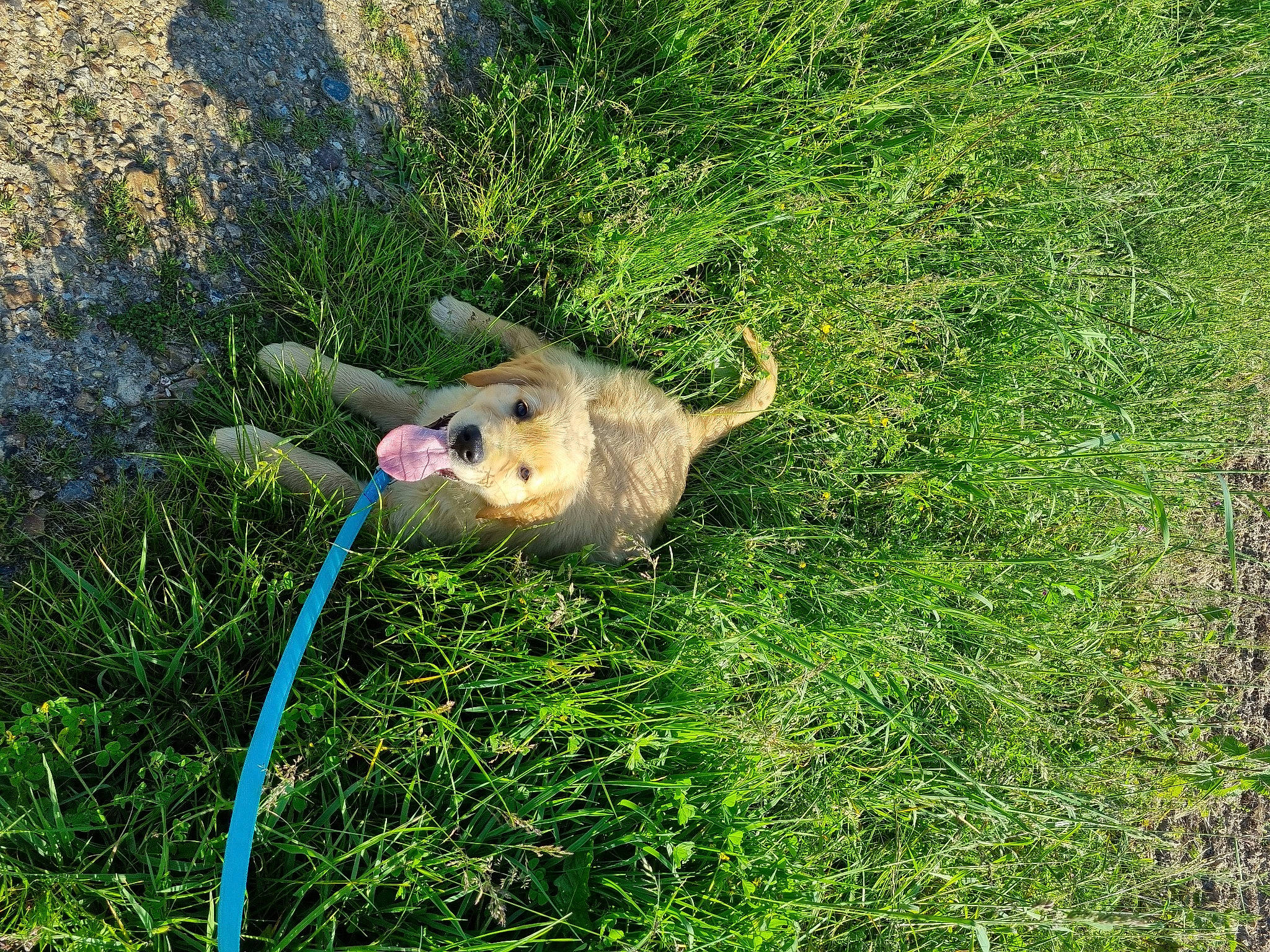 Vito a rejoint le concours — aidez-le/la à gagner de superbes lots ! canidae, carnivore, companion_dog, dog, dog_breed, fawn, felidae, garden_hose, grass, grassland, groundcover, leash, pasture, plant, shrub, sporting_group, sunglasses, tail, terrestrial_animal, working_animal