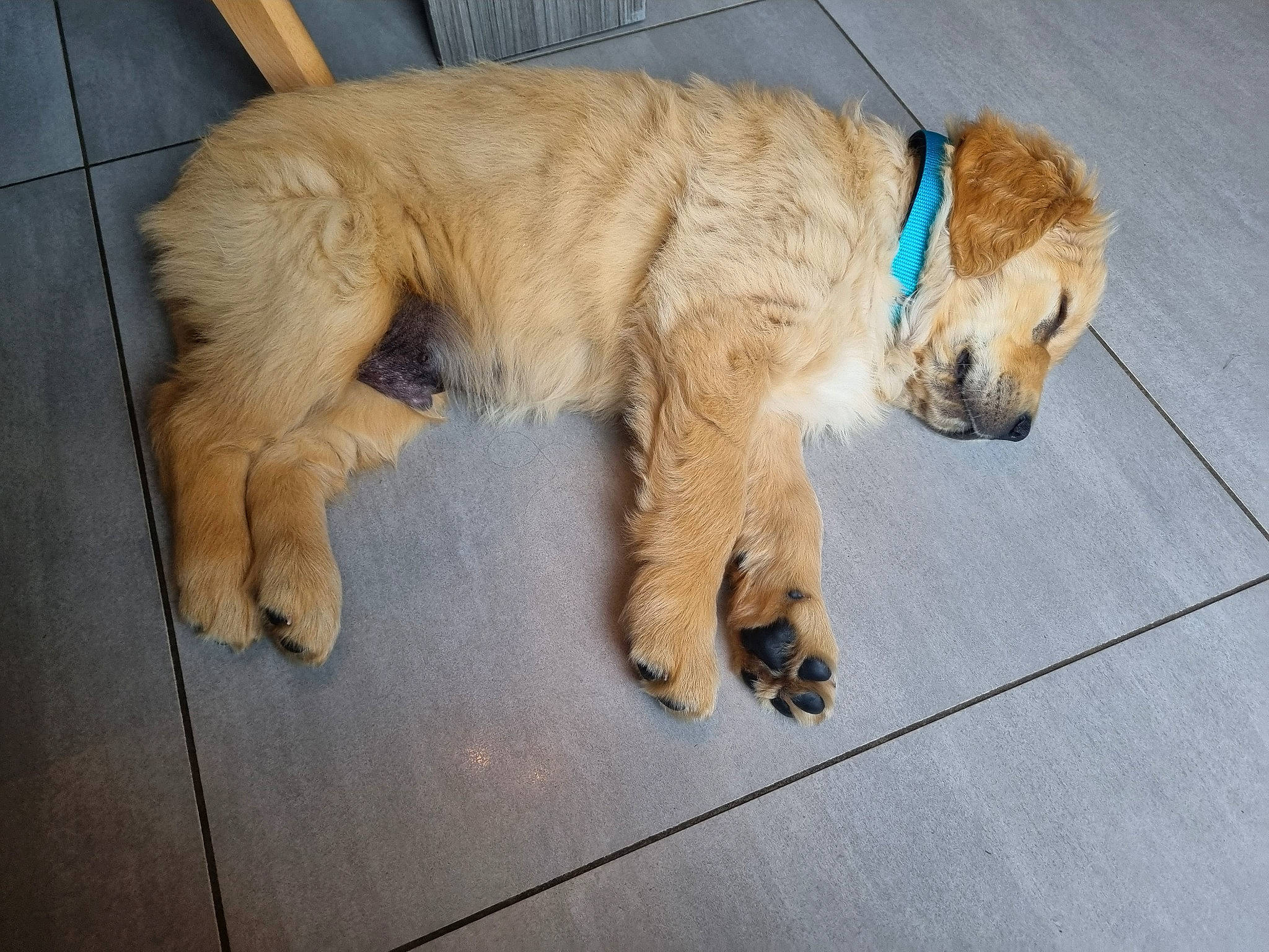 Vito a rejoint le concours — aidez-le/la à gagner de superbes lots ! biting, canidae, carnivore, claw, companion_dog, dog, dog_breed, dog_collar, fur, gas, natural_material, pet_supply, snout, sporting_group, tail, terrestrial_animal, working_animal