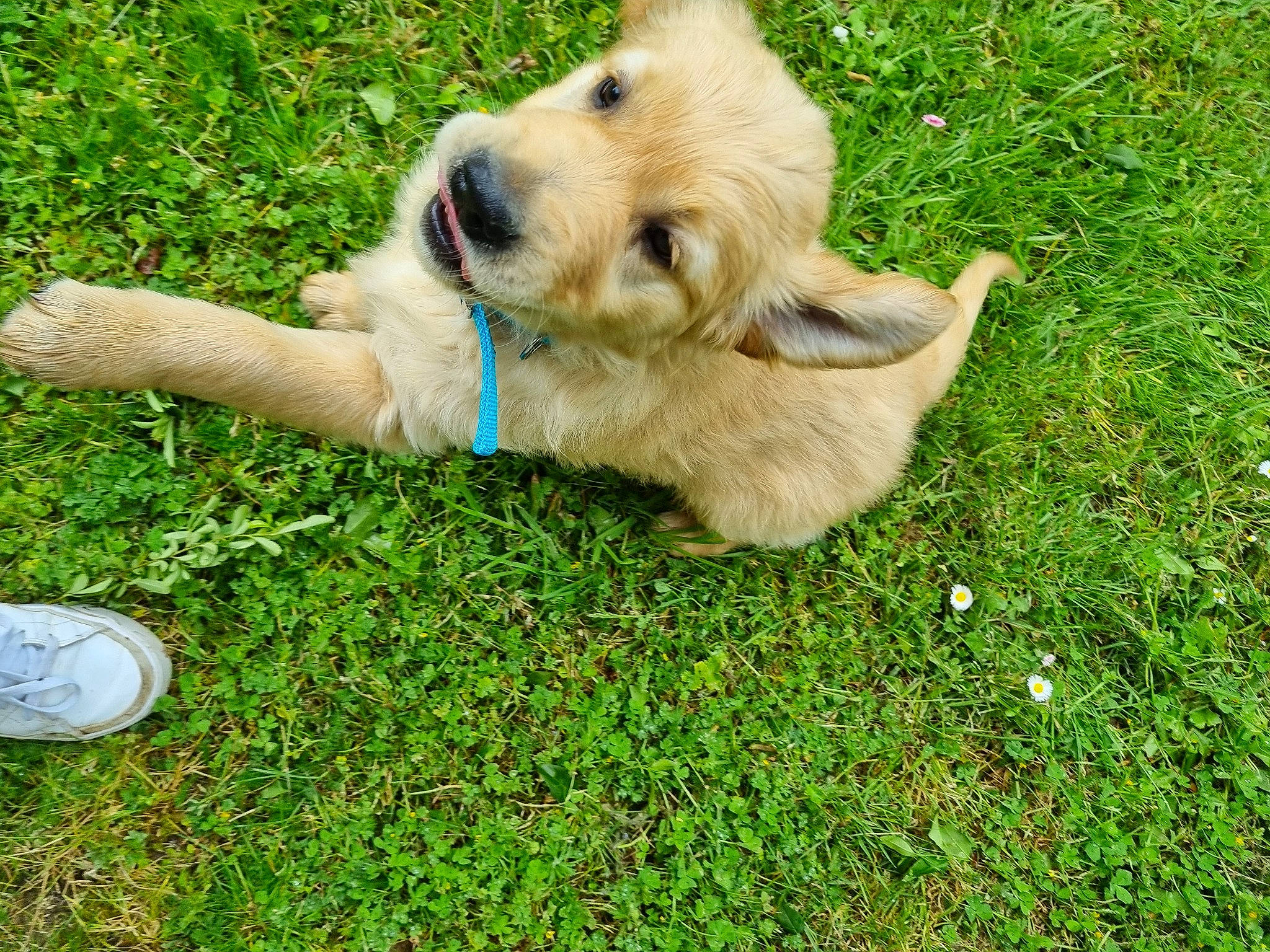 Vito a rejoint le concours — aidez-le/la à gagner de superbes lots ! carnivore, companion_dog, dog, dog_breed, fawn, golden_retriever, grass, gun_dog, lawn, plant, retriever, tail