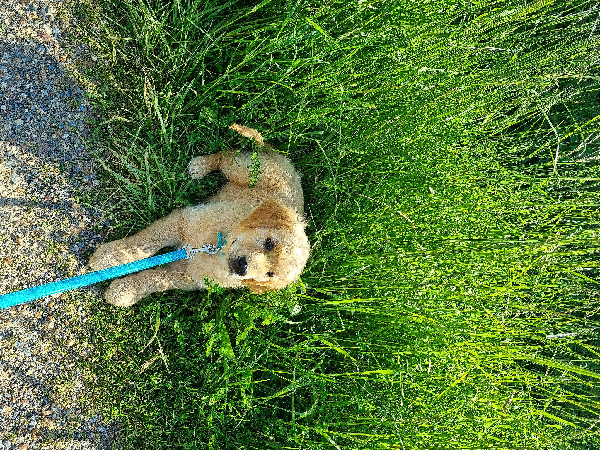 Vito participe au concours pour gagner de l'argent avec cette photo : canidae, carnivore, companion_dog, dog, dog_breed, electric_blue, fawn, grass, grassland, groundcover, herb, pasture, people_in_nature, plant, shrub, soil, sporting_group, tail, toy, working_animal