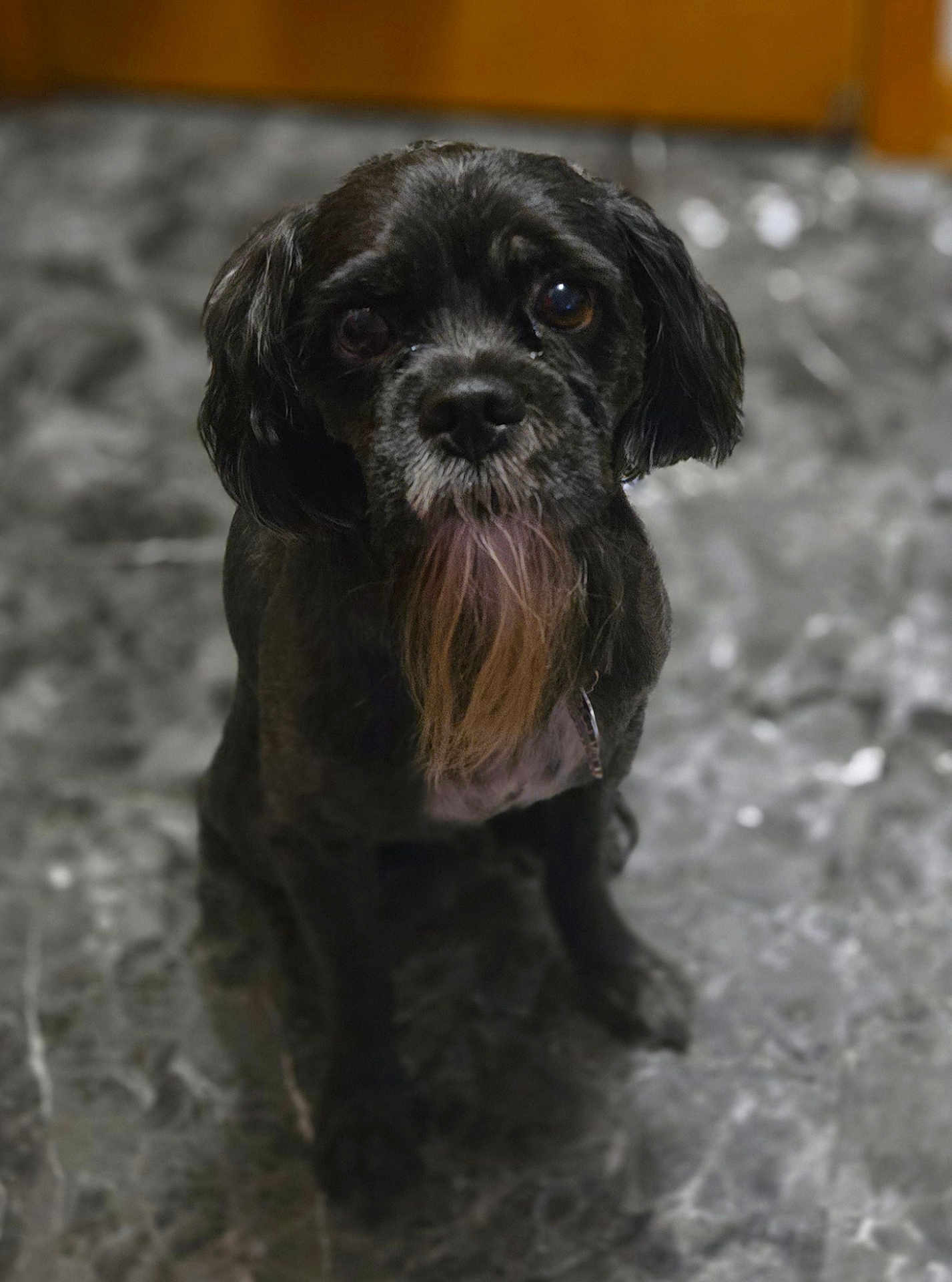 Baby is registered to the contest to win money with this photo: dog, black_dog, beard, floor, marble_floor, pet, indoor, sitting, looking_up, fur, canine, companion, animal, portrait, closeup, cute, small_dog, attention, domestic, house
