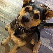 Scruffy joined the competition — help win amazing prizes! animal, bandana, black_fur, brown_fur, camouflage, canine, collar, companion, curious, dog, domestic_animal, ear, floor, fur, indoor, looking_up, pet, sitting, spiked_collar, wooden_floor