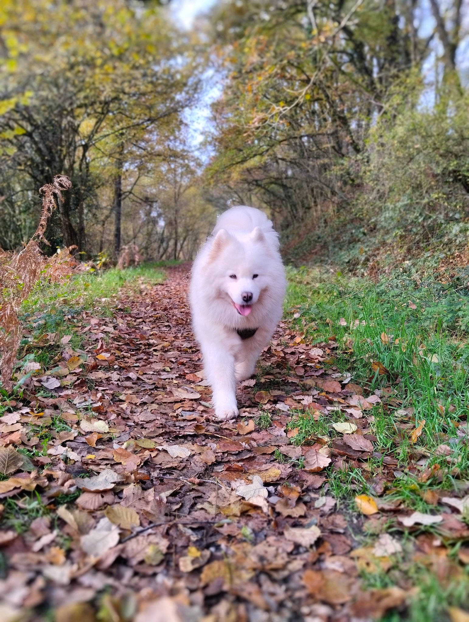 Ginger a rejoint le concours — aidez-le/la à gagner de superbes lots ! canidae, carnivore, companion_dog, dog, dog_breed, fawn, felidae, forest, fur, grass, landscape, natural_landscape, plant, sky, small_to_medium_sized_cats, soil, sporting_group, tail, tree, whiskers
