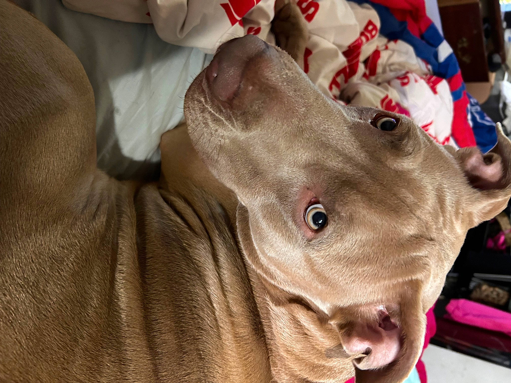 King joined the competition — help win amazing prizes! carmine, comfort, companion_dog, dog, dog_breed, fawn, felidae, fur, linens, polar_fleece, small_to_medium_sized_cats, snout, sporting_group, whiskers, wood, working_animal, wrinkle