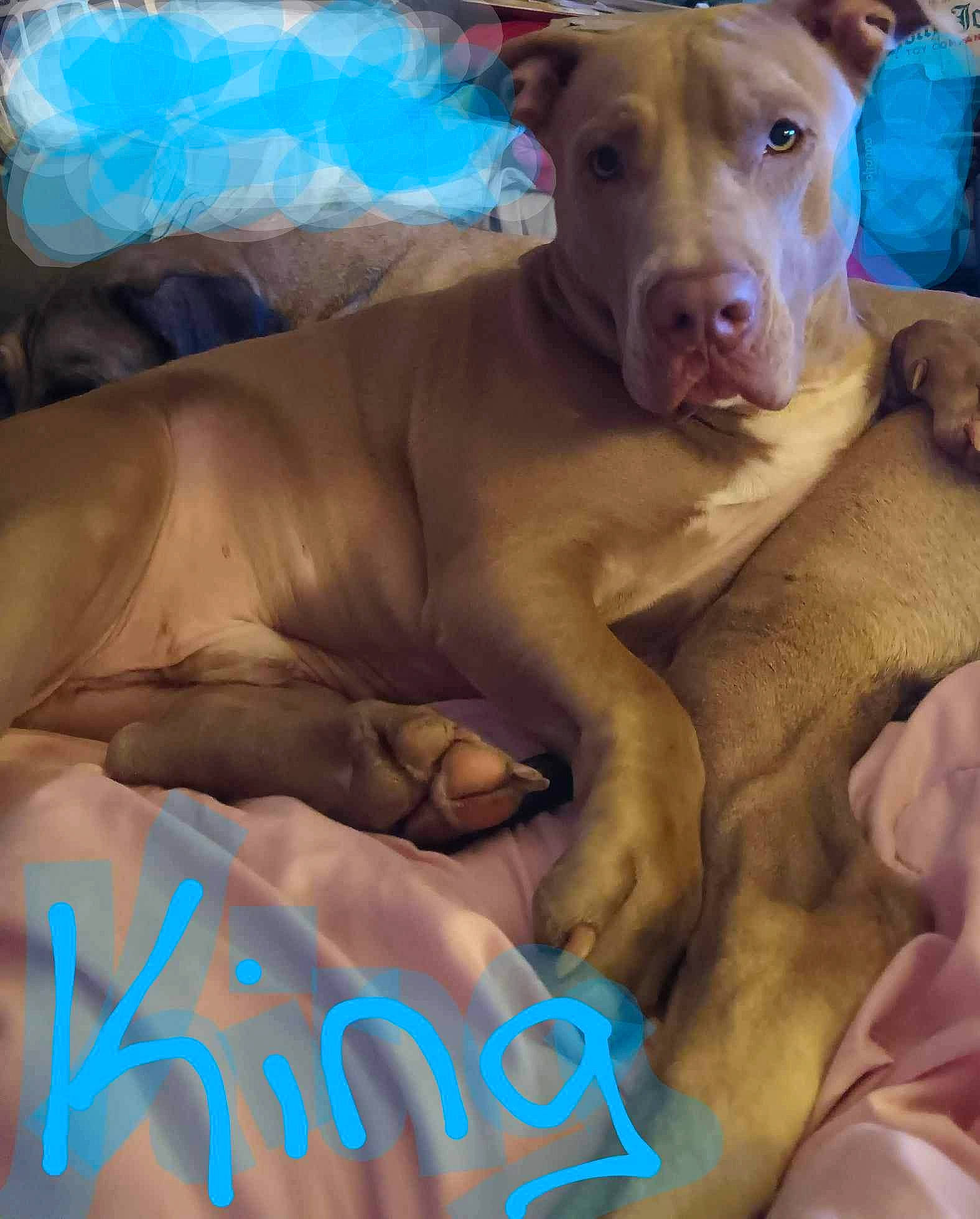 King joined the competition — help win amazing prizes! ancient_dog_breeds, canidae, carnivore, comfort, companion_dog, dog, dog_breed, dog_supply, dogo_argentino, electric_blue, fawn, flesh, guard_dog, non_sporting_group, plastic_bag, snout, sporting_group, terrestrial_animal, whiskers, working_animal