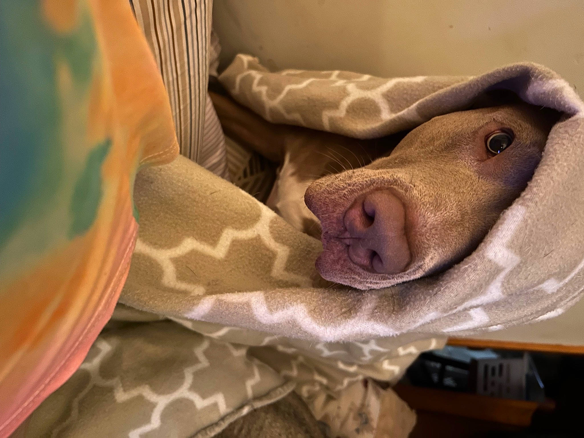 King joined the competition — help win amazing prizes! canidae, carnivore, comfort, companion_dog, dog, dog_breed, fawn, fur, human_leg, linens, liver, livestock, pattern, room, sporting_group, suidae, whiskers, wood, working_animal, wrinkle