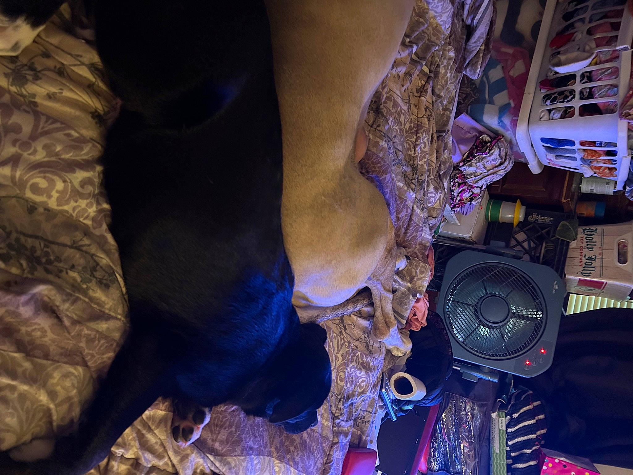 Blue is registered to the contest to win money with this photo: city, darkness, electric_blue, event, fashion_accessory, flesh, fun, fur, human_leg, magenta, mechanical_fan, metal, purple, room, tradition, tree, working_animal, wrist