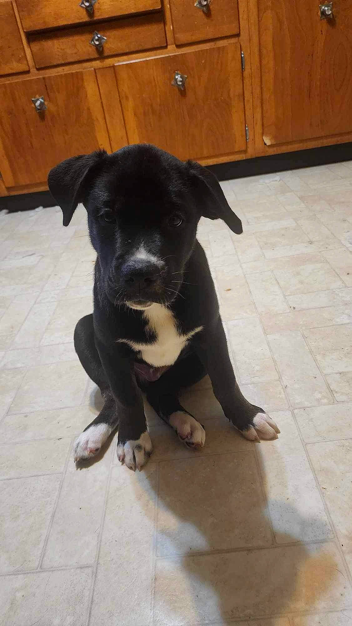 Blue is registered to the contest to win money with this photo: borador, cabinetry, carnivore, companion_dog, dog, dog_breed, fawn, floor, flooring, fur, guard_dog, hardwood, liver, snout, tail, toy_dog, varnish, wood, wood_stain, working_animal