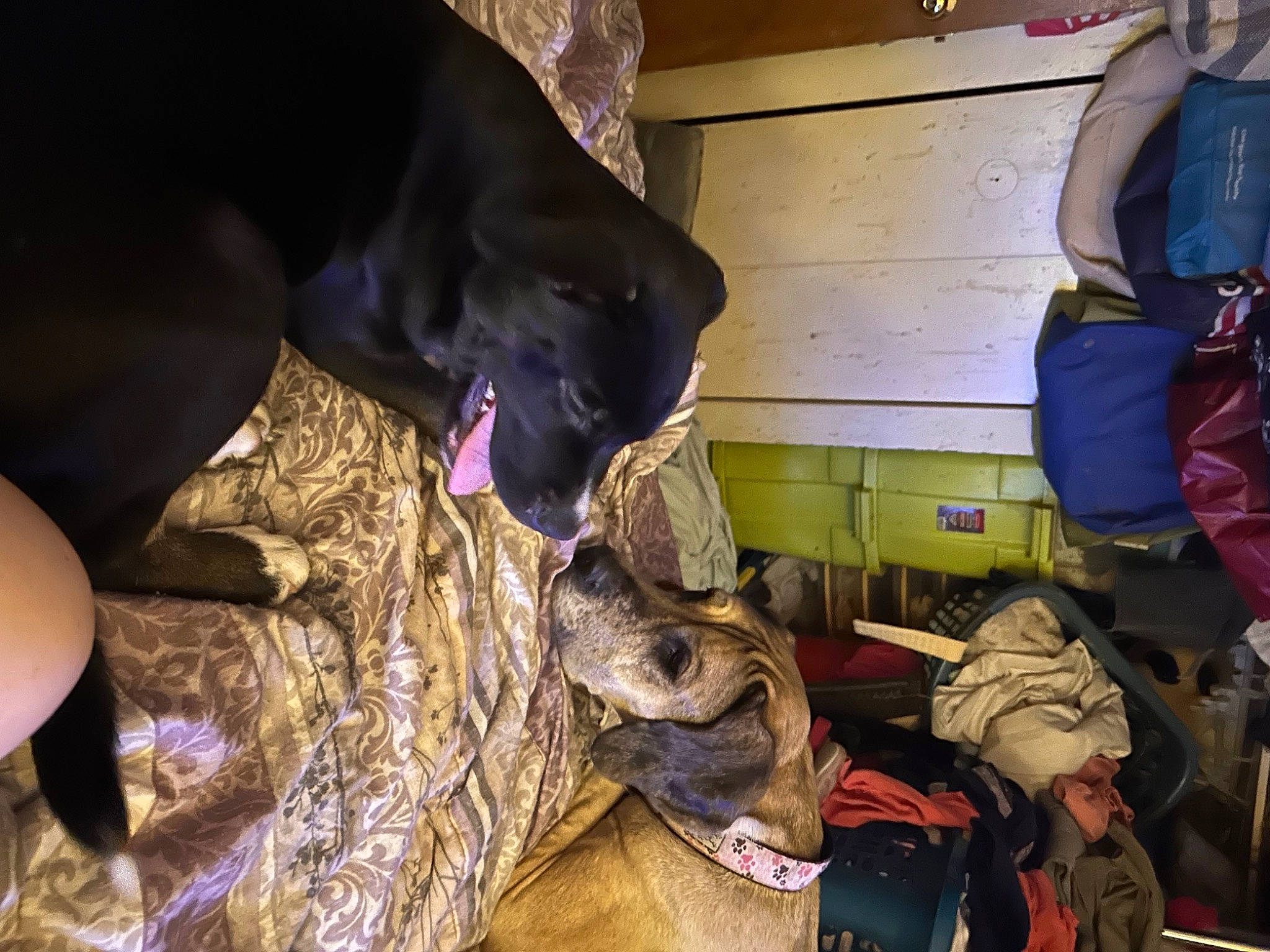 Blue joined the competition — help win amazing prizes! backpack, bag, canidae, carnivore, comfort, companion_dog, dog, dog_breed, fawn, fur, guard_dog, luggage_and_bags, military_camouflage, military_person, military_uniform, non_sporting_group, personal_protective_equipment, sporting_group, working_animal