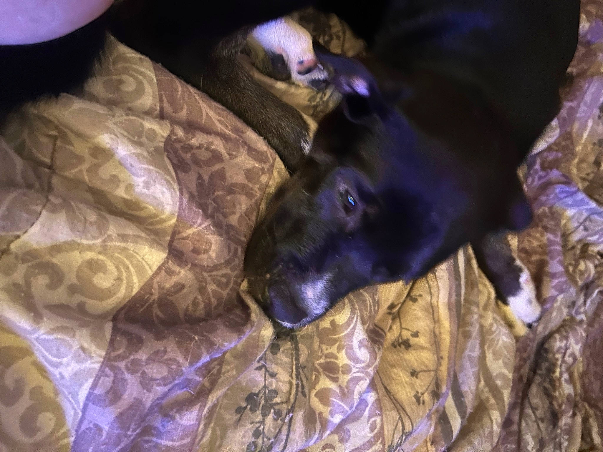 Blue joined the competition — help win amazing prizes! canidae, carnivore, comfort, companion_dog, darkness, dog, dog_breed, electric_blue, fawn, fur, guard_dog, magenta, montenegrin_mountain_hound, pattern, plant, purple, rampur_greyhound, sporting_group, whiskers, working_animal