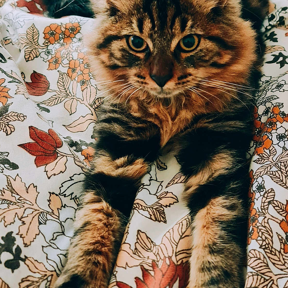 Arthus participe au concours pour gagner de l'argent avec cette photo : animal, bed, blanket, cat, closeup, cozy, cute, ears, feline, floral_pattern, fluffy, fur, indoor, looking, paws, pet, relaxed, stretching, tabby_cat, whiskers