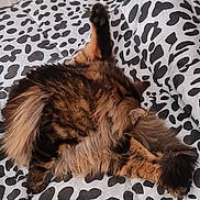 Arthus a rejoint le concours — aidez-le/la à gagner de superbes lots ! animal, bed, bedding, black_and_white, cat, comfort, cozy, cute, feline, fluffy, fur, indoor, long_hair, pattern, paw, pet, relaxing, sleepy, stretching, tail