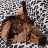 animal, bed, bedding, black_and_white, cat, comfort, cozy, cute, feline, fluffy, fur, indoor, long_hair, pattern, paw, pet, relaxing, sleepy, stretching, tail