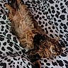 animal, bed, black_and_white, blanket, cat, comfort, cozy, cute, domestic, fluffy, fur, indoor, mammal, patterned, pet, relaxed, resting, sleeping, soft, tabby