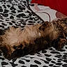 Arthus participe au concours pour gagner de l'argent avec cette photo : animal, bed, blanket, cat, comfort, cozy, cute, domestic, feline, fluffy, fur, indoor, lying_down, pet, relaxed, resting, sleepy, striped, tabby, whiskers