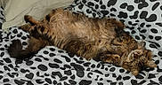 Arthus participe au concours pour gagner de l'argent avec cette photo : animal, blanket, cat, comfort, couch, cozy, cute, domestic, feline, fluffy, fur, indoor, laid_back, pattern, pet, pillow, relaxed, resting, sleeping, tabby