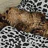 Arthus participe au concours pour gagner de l'argent avec cette photo : animal, blanket, cat, comfort, couch, cozy, cute, domestic, feline, fluffy, fur, indoor, laid_back, pattern, pet, pillow, relaxed, resting, sleeping, tabby