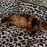 Arthus a rejoint le concours — aidez-le/la à gagner de superbes lots ! animal, bed, blanket, cat, cozy, cute, domestic_cat, feline, fluffy, fur, indoor, lying_down, patterned_blanket, pet, relaxed, resting, soft, striped, tabby, whiskers