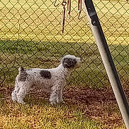 Diogi joined the competition — help win amazing prizes! animal, backyard, canine, chain_link_fence, curly_fur, daylight, dog, fur, garden_hooks, grass, gray_spots, metal_pole, nature, outdoor, pet, side_view, small_dog, standing, sunny, white_dog