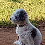 Diogi is registered to the contest to win money with this photo: animal, black_patch, canine, collar, curly_fur, daytime, dirt, dog, domestic_animal, fur, grass, leash, nature, outdoor, pet, quiet, side_view, sitting, sunlight, white_dog