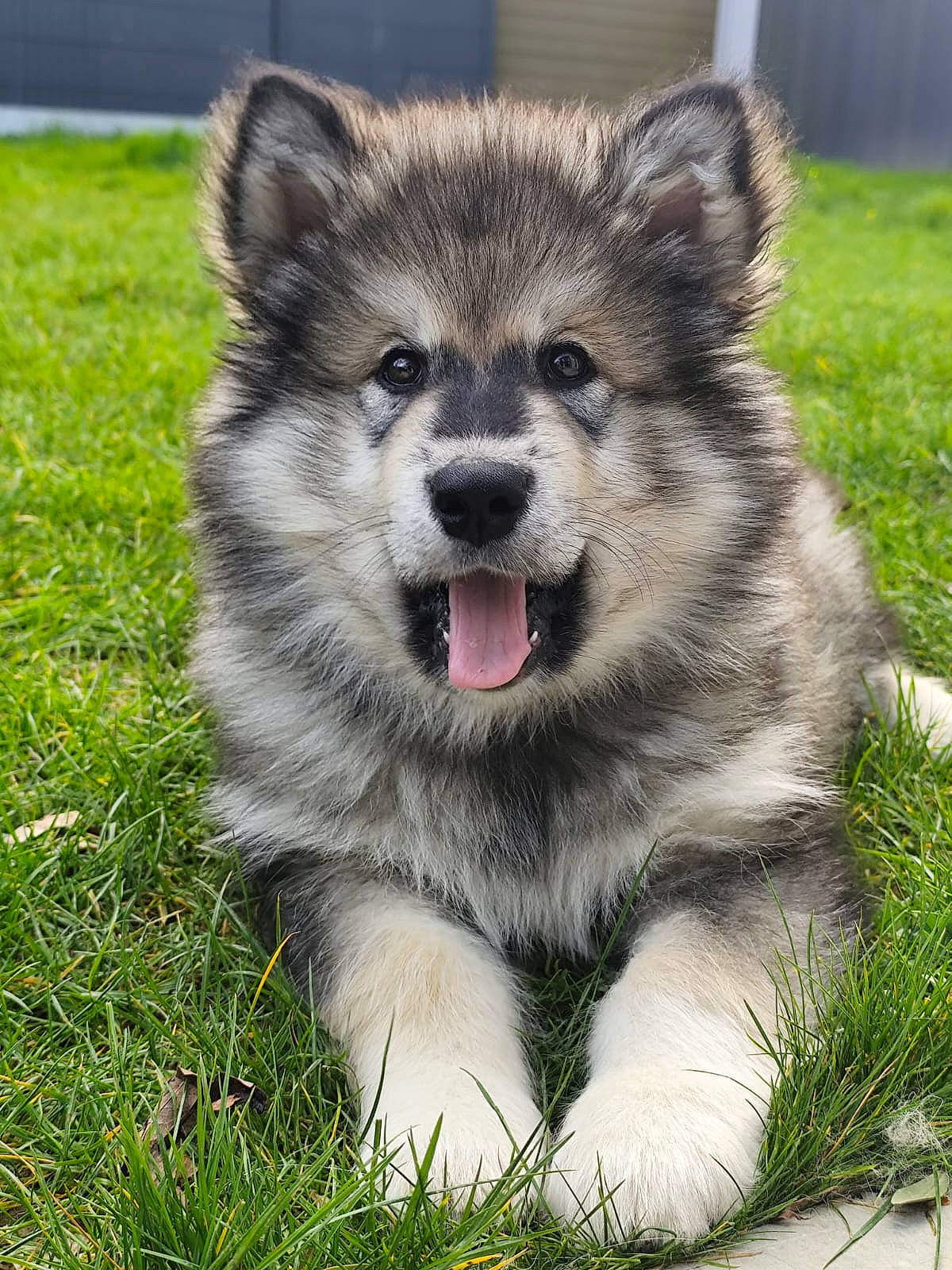 Ulia a rejoint le concours — aidez-le/la à gagner de superbes lots ! art, canidae, carnivore, companion_dog, dog, dog_breed, eye, fur, grass, jaw, plant, sled_dog, smile, snout, sporting_group, terrestrial_animal, whiskers, wildlife, wolf, working_animal