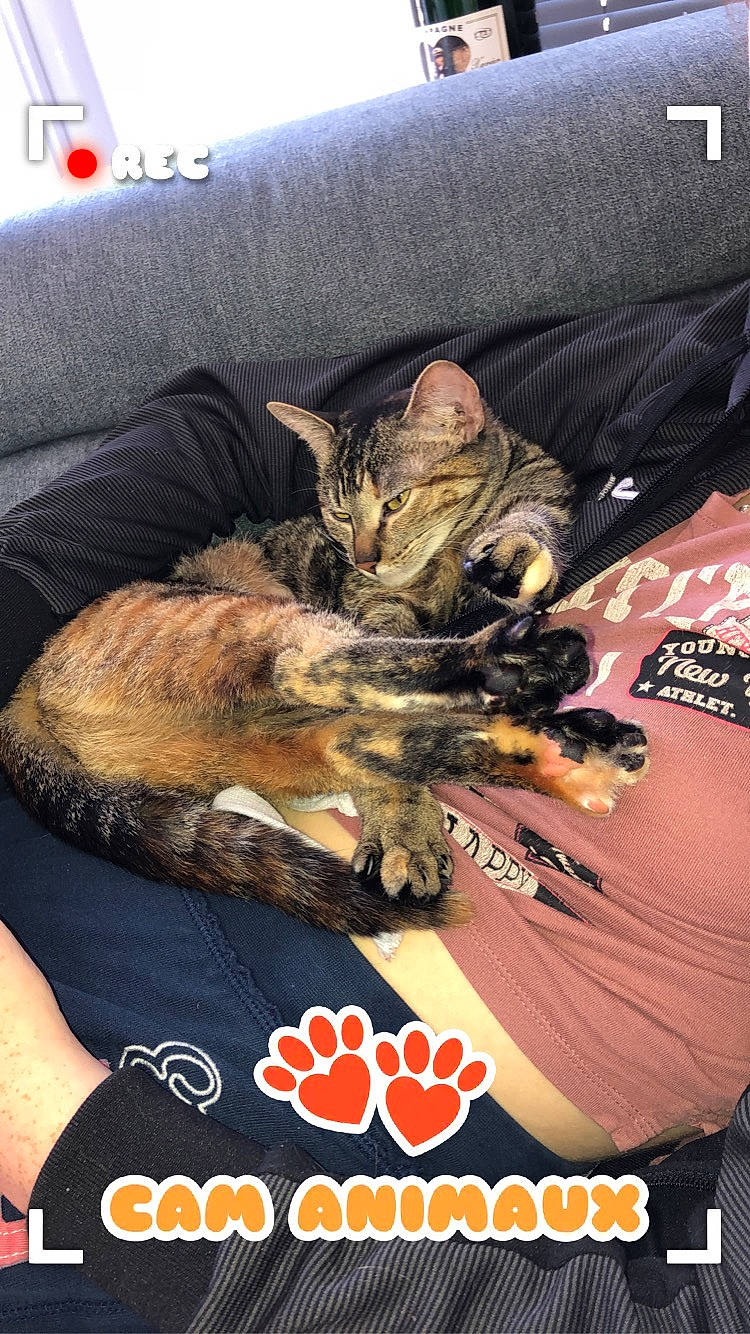 Ruby a rejoint le concours — aidez-le/la à gagner de superbes lots ! advertising, bag, brown, carnivore, cat, comfort, couch, domestic_short_haired_cat, felidae, fur, hat, linens, logo, paw, photo_caption, publication, room, small_to_medium_sized_cats, whiskers