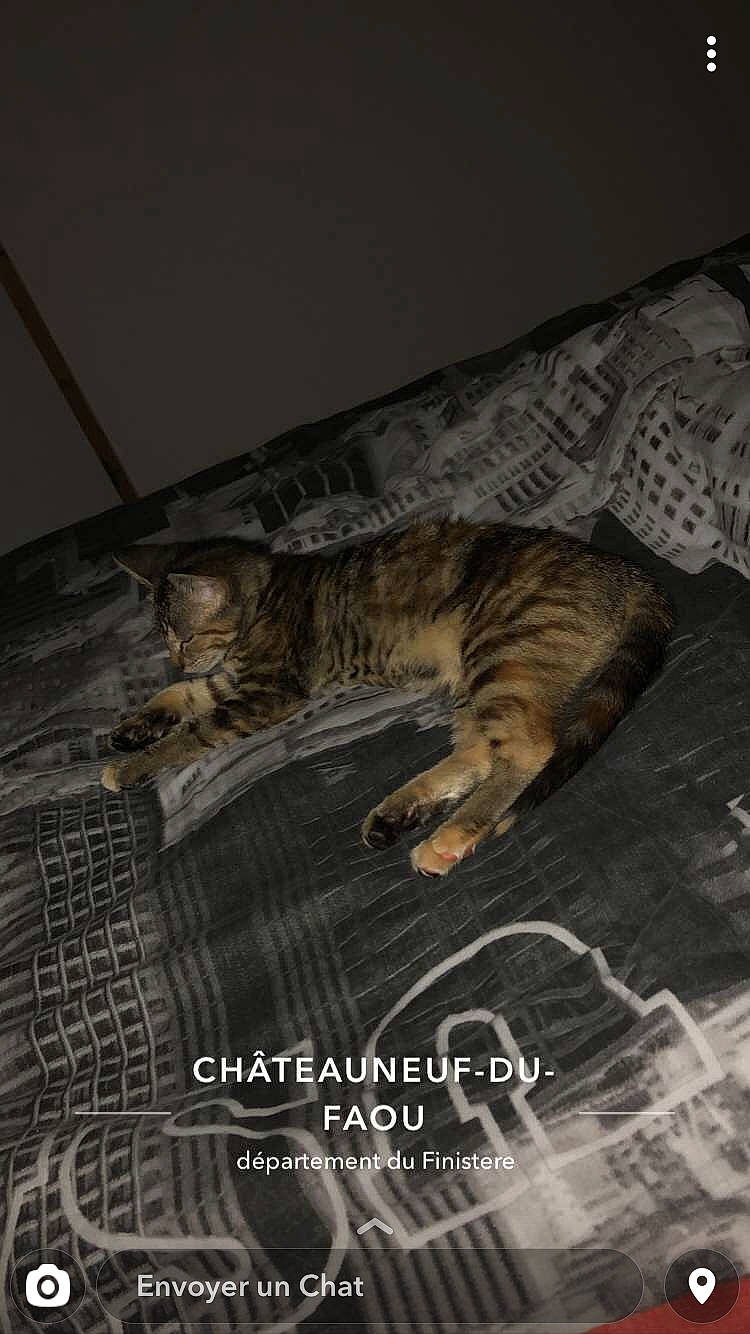 Ruby participe au concours pour gagner de l'argent avec cette photo : carnivore, cat, claw, comfort, darkness, domestic_short_haired_cat, felidae, flooring, font, fur, hardwood, photo_caption, publication, room, small_to_medium_sized_cats, tail, terrestrial_animal, whiskers, wildlife, wood