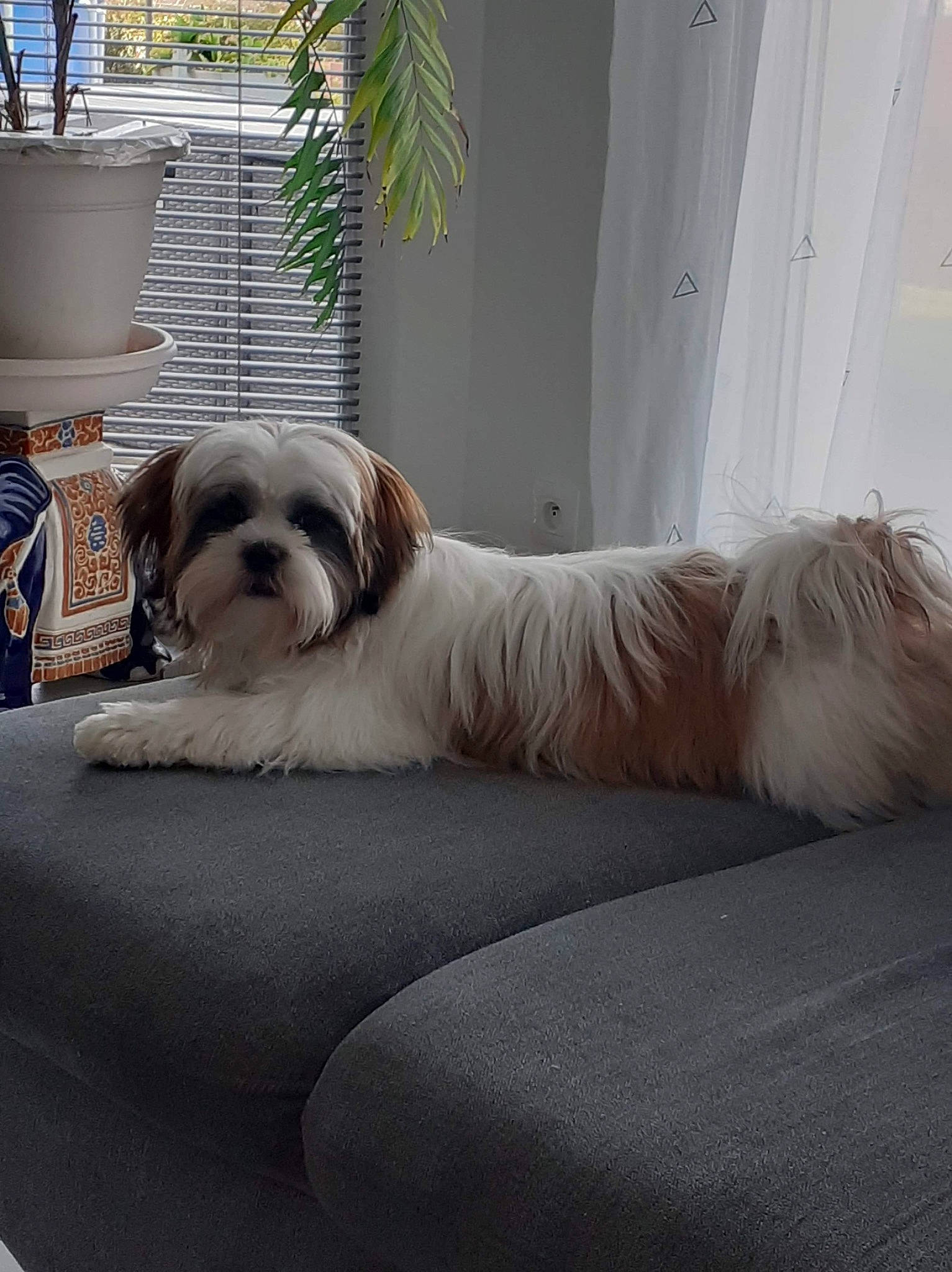 Shannel participe au concours pour gagner de l'argent avec cette photo : canidae, carnivore, comfort, companion_dog, dog, dog_breed, dog_supply, fawn, flowerpot, fur, houseplant, plant, small_terrier, snout, sporting_group, tail, terrier, toy_dog, windshield, working_animal