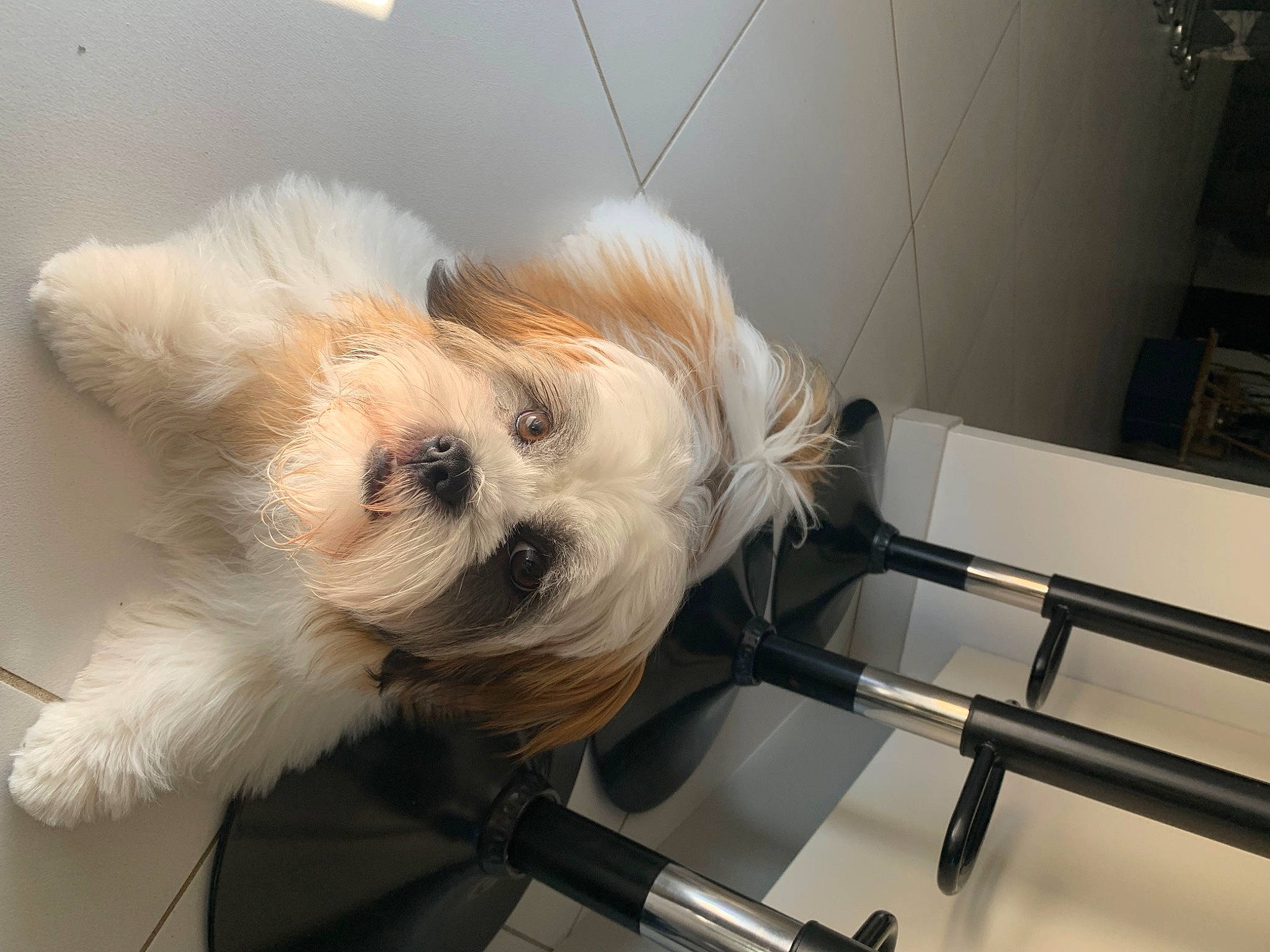 Shannel a rejoint le concours — aidez-le/la à gagner de superbes lots ! canidae, carnivore, chair, comfort, companion_dog, dog, dog_breed, dog_clothes, dog_supply, fawn, fur, pet_supply, plant, small_terrier, snout, sporting_group, terrier, toy_dog, whiskers, working_animal