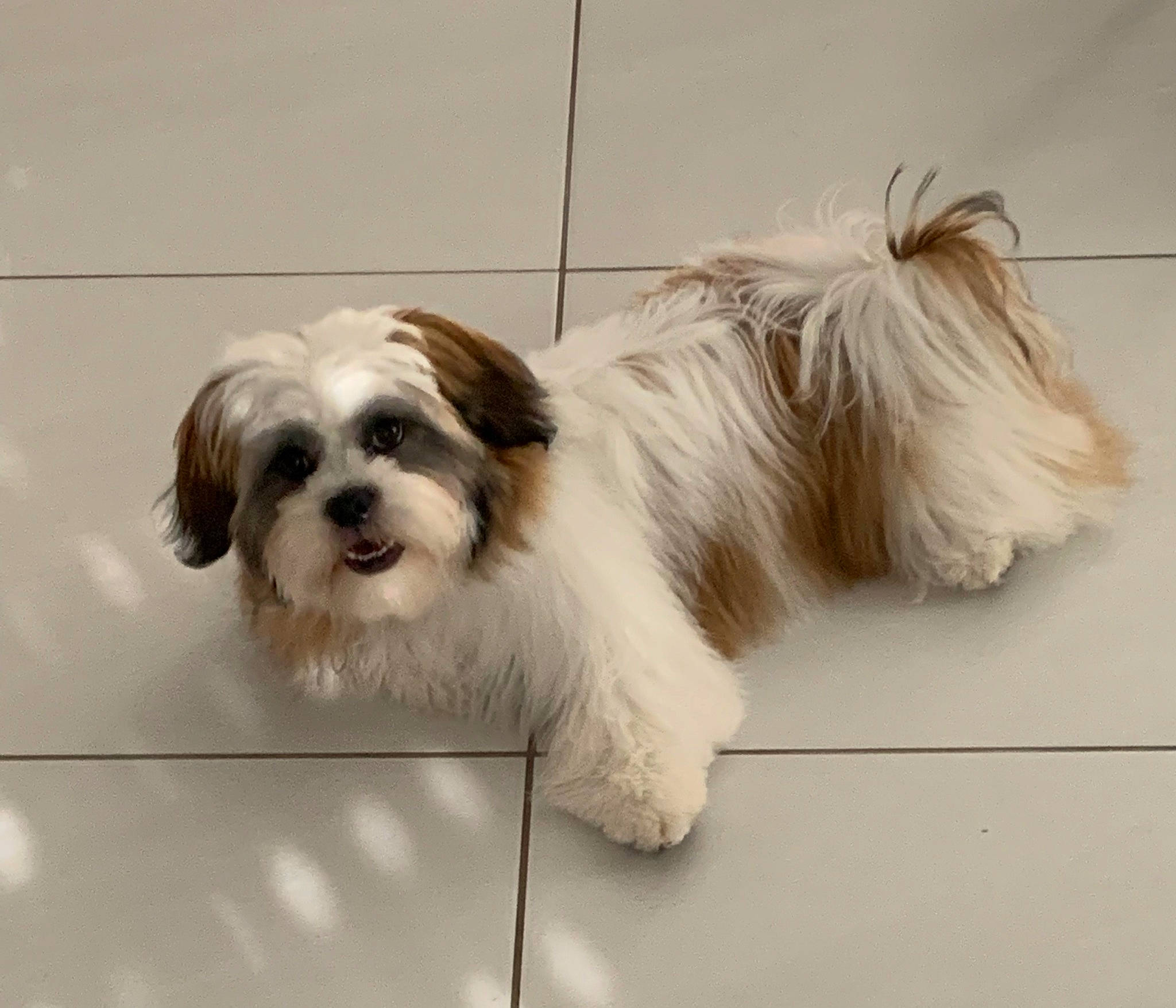 Shannel a rejoint le concours — aidez-le/la à gagner de superbes lots ! biewer_terrier, canidae, carnivore, companion_dog, dog, dog_breed, dog_collar, dog_supply, fur, liver, paw, shih_poo, shih_tzu, small_terrier, snout, sporting_group, tail, terrier, toy_dog, working_animal