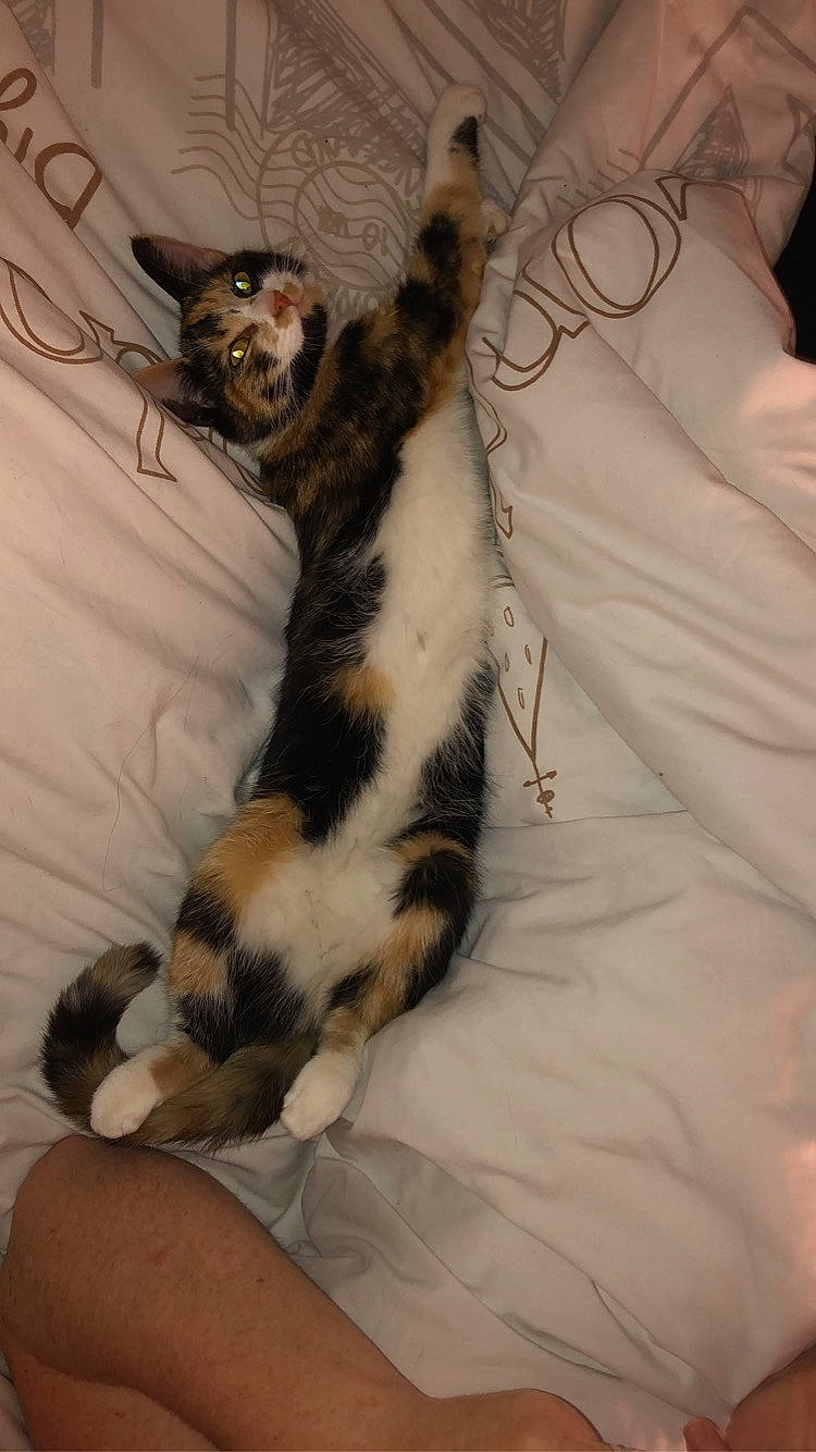 Pralyne participe au concours pour gagner de l'argent avec cette photo : bed, bengal_tiger, canidae, carnivore, cat, claw, comfort, companion_dog, dog_breed, domestic_short_haired_cat, fawn, felidae, fur, linens, paw, small_to_medium_sized_cats, snout, tail, terrestrial_animal, whiskers