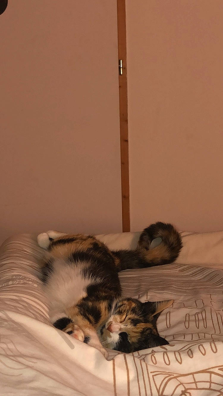 Pralyne participe au concours pour gagner de l'argent avec cette photo : carnivore, cat, claw, comfort, domestic_short_haired_cat, felidae, flooring, fur, hardwood, linens, nap, paw, room, small_to_medium_sized_cats, tail, terrestrial_animal, whiskers, wood