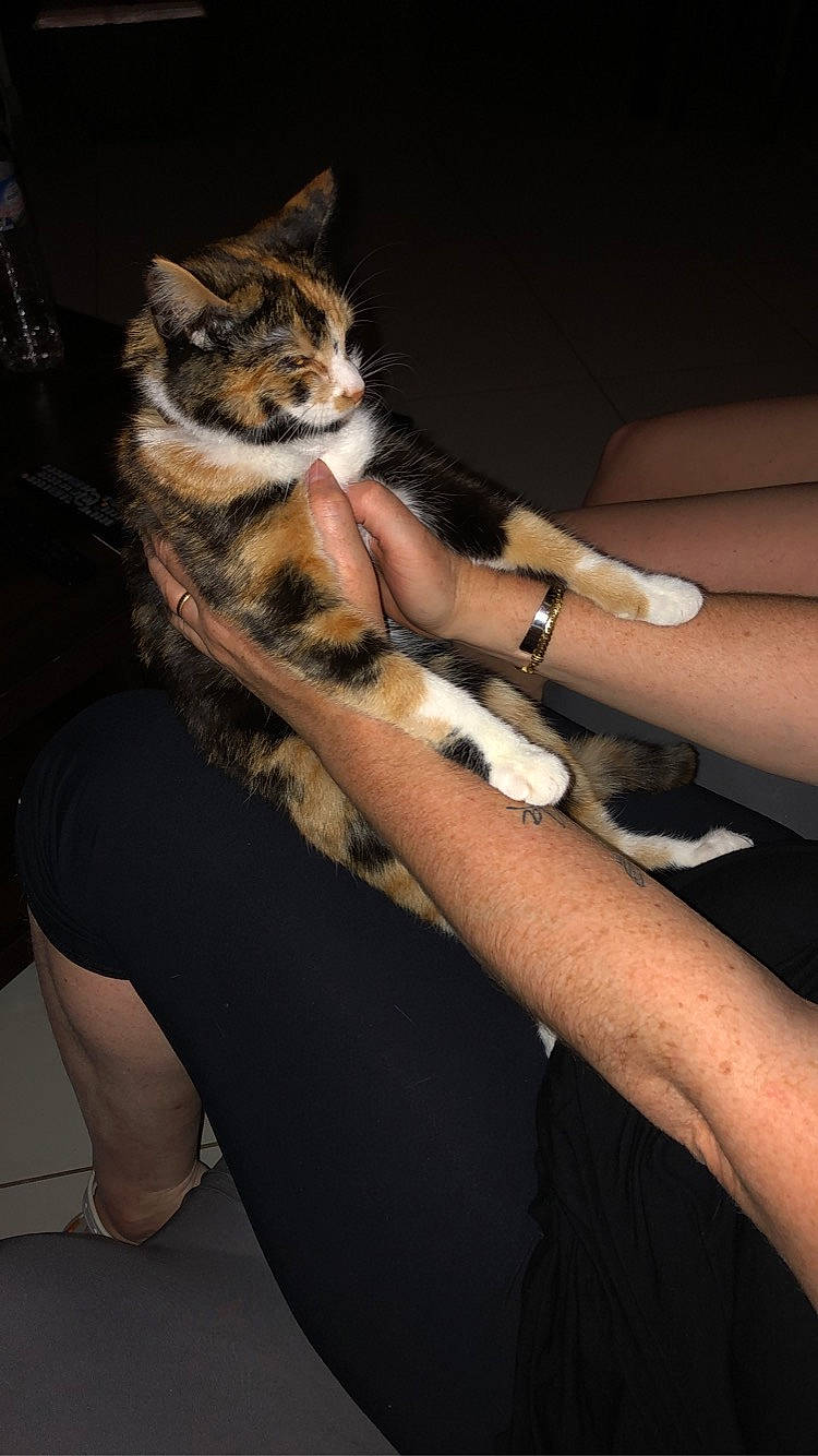 Pralyne participe au concours pour gagner de l'argent avec cette photo : arm, carnivore, cat, elbow, felidae, finger, flash_photography, fur, gesture, hand, human_leg, knee, nail, small_to_medium_sized_cats, tail, temporary_tattoo, thigh, trunk, whiskers, wrist