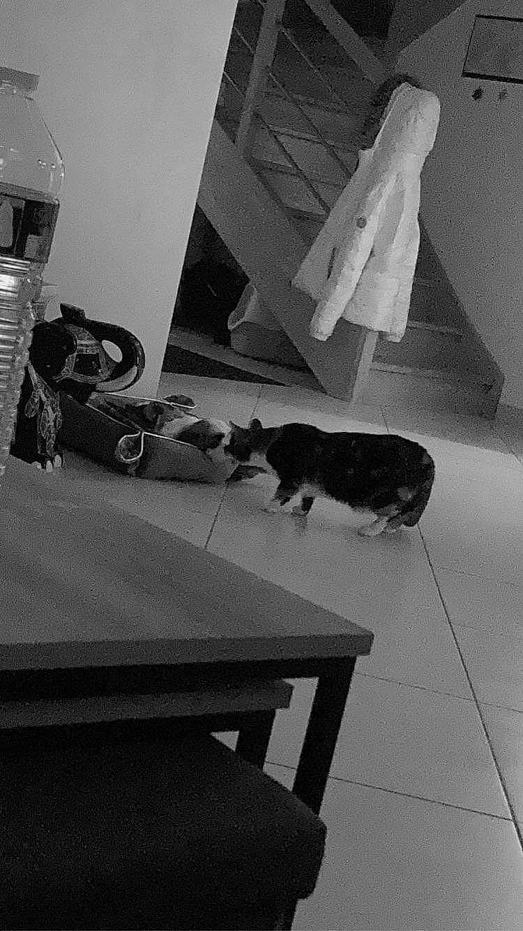 Pralyne a rejoint le concours — aidez-le/la à gagner de superbes lots ! black, black_and_white, carnivore, cat, chair, coffee_table, felidae, floor, flooring, grey, hardwood, monochrome, monochrome_photography, outdoor_furniture, room, style, table, tail, tints_and_shades, wood