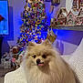 blanket, christmas_tree, couch, cozy, decor, dog, festive, fluffy, gingerbread_houses, hand, holiday_decorations, indoor, knitted, lights, living_room, ornaments, pomeranian, sitting, stockings, tongue_out