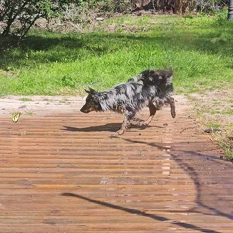 Rex is registered to the contest to win money with this photo: animal, architecture, boardwalk, bridge, building, canine, deck, dog, grass, hardwood, house, housing, nature, outdoors, path, pet, plant, tree, vegetation, wood