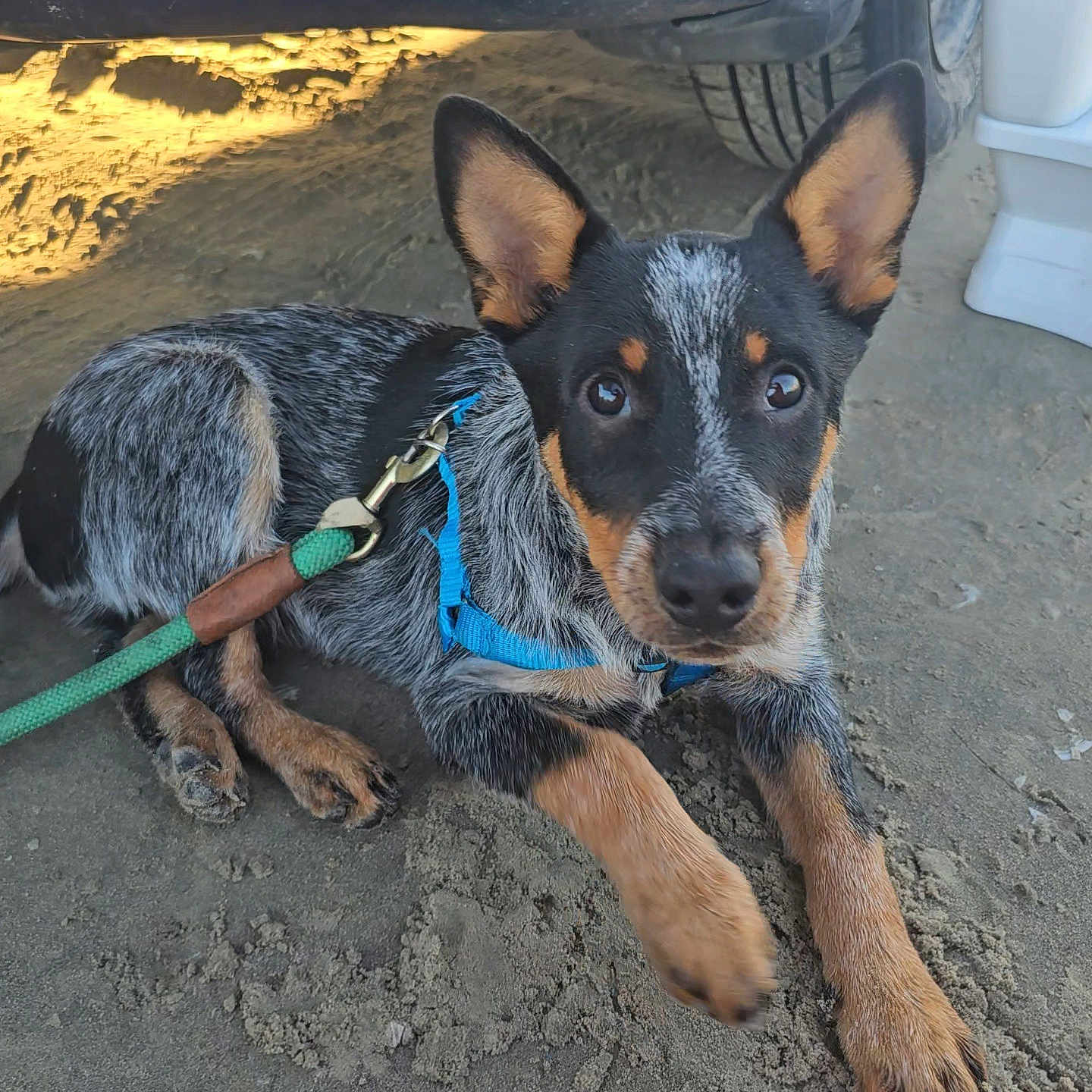 Arlo