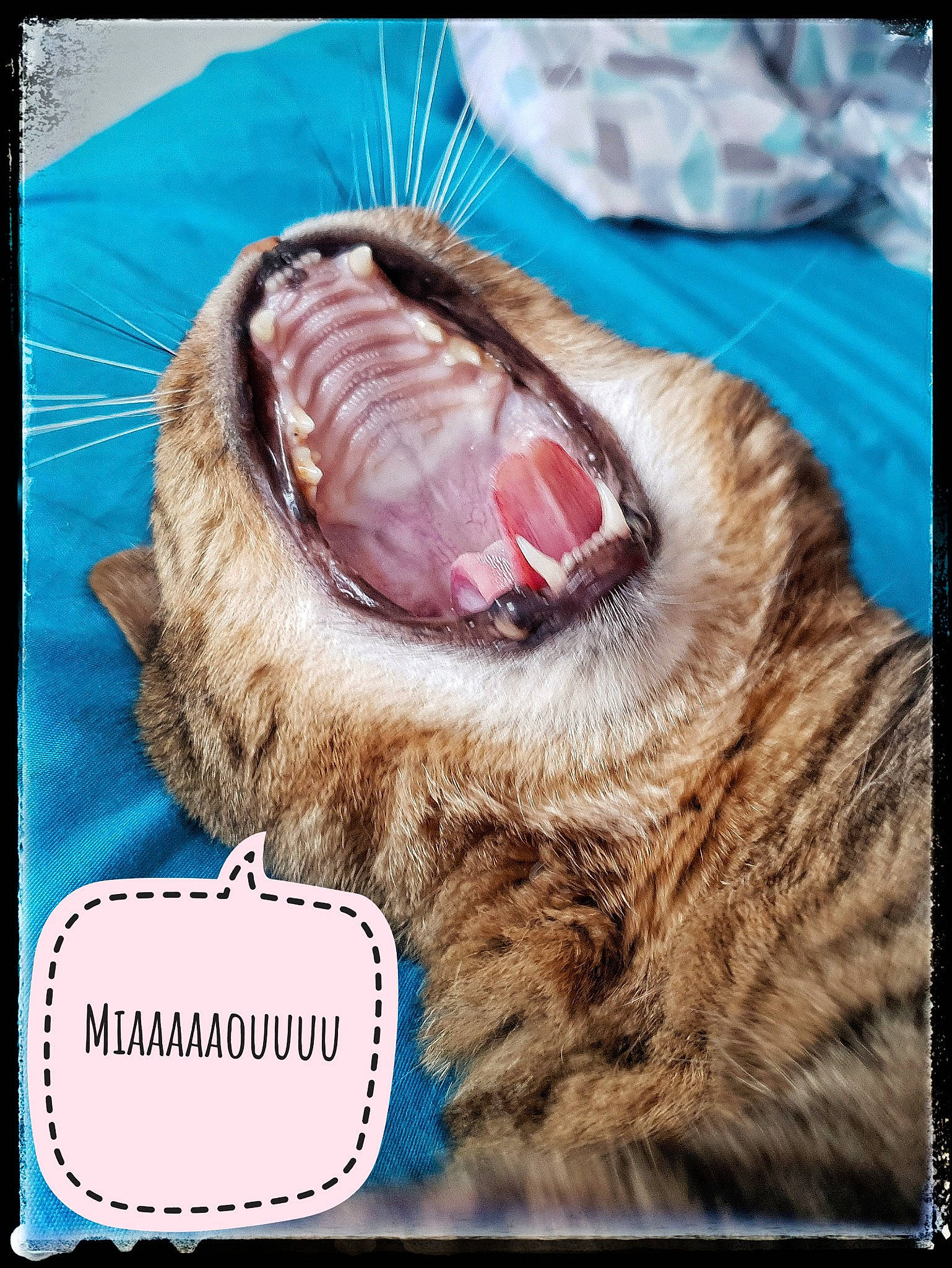 Grigri a rejoint le concours — aidez-le/la à gagner de superbes lots ! carnivore, cat, close_up, facial_expression, fang, fur, jaw, mouth, nose, photo_caption, photography, roar, snout, tabby_cat, tongue, tooth, whiskers, yawn